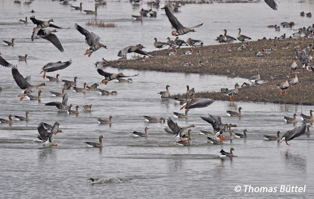 Greater White-fronted Geese