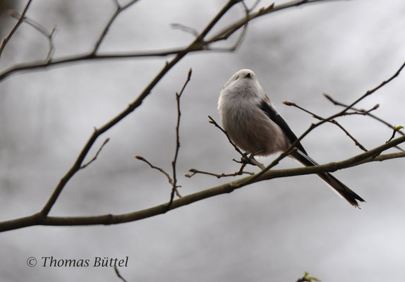 Long-tailed Tit