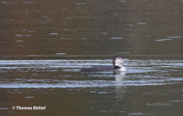 Great Northern Diver