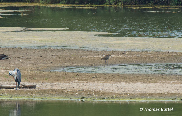 record shot of the Eurasian Curlew