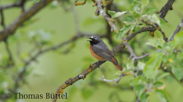 Gartenrotschwanz - häufiger Brutvogel