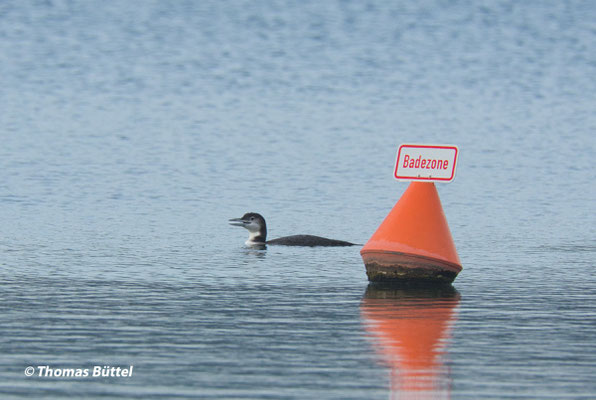 Great Northern Diver