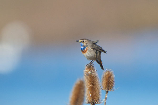 Blaukehlchen