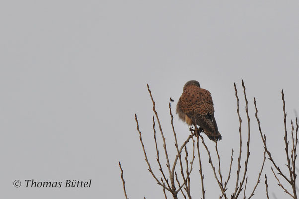 Kestrel