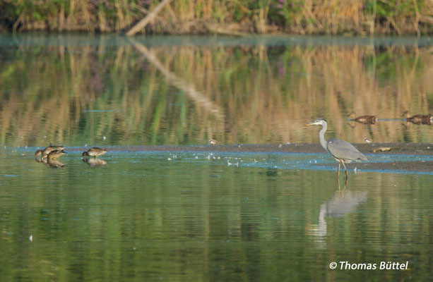 Teals, Little Ringed Plover, Grey Heron, Mallards (from left to right)