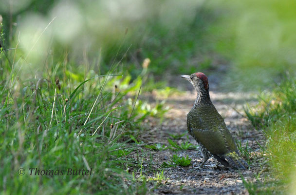 Green Woodpecker