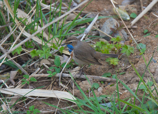 Blaukehlchen