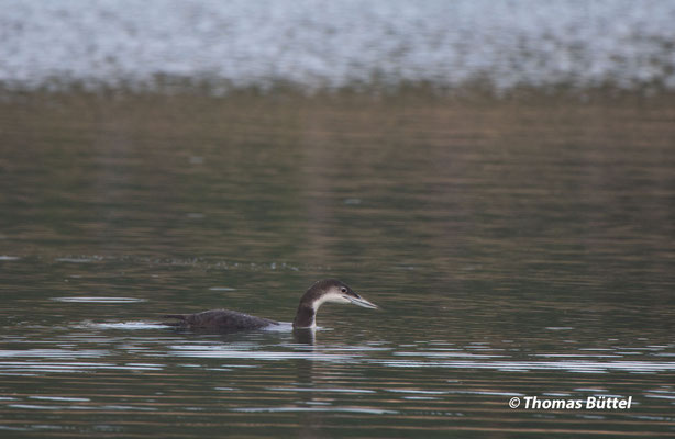 Great Northern Diver