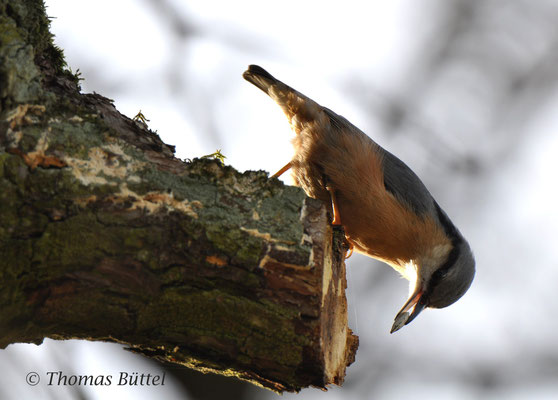 Nuthatch