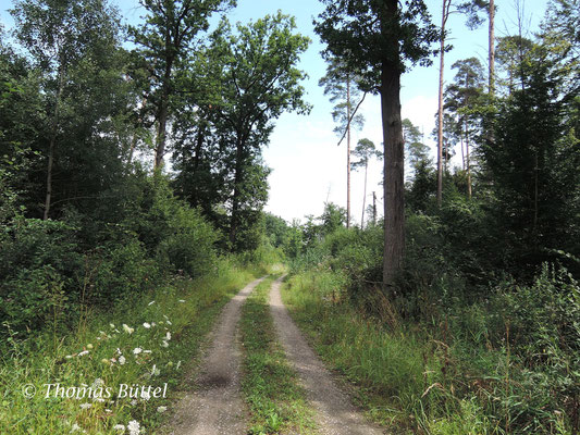 Hauptsmoorwald