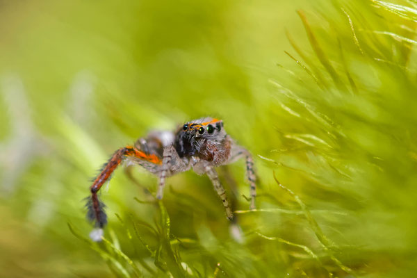 Saitis barbipes ( Salticidae )