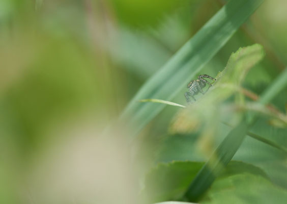 Identification en cours ( Salticidae ) 