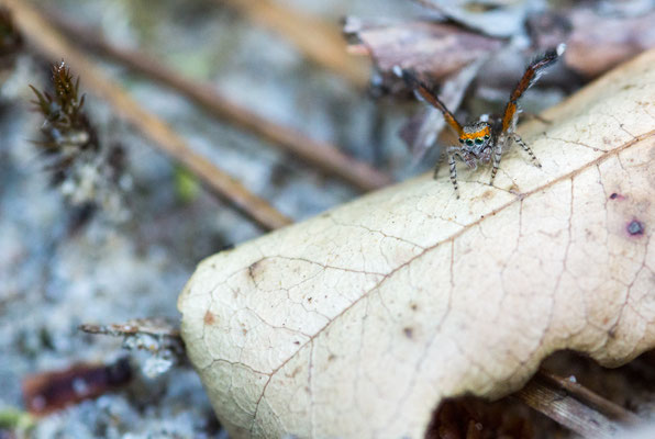 Saitis barbipes ( Salticidae )