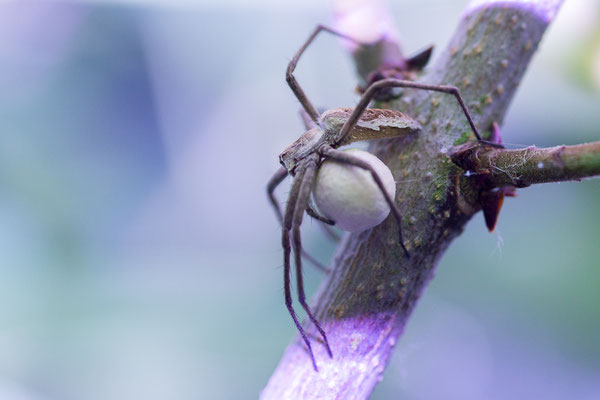 Pisaura mirabilis