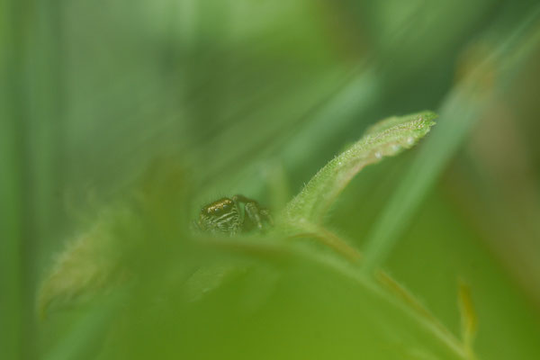 Identification en cours ( Salticidae ) 