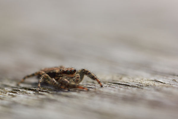 Marpissa muscosa ( Salticidae )