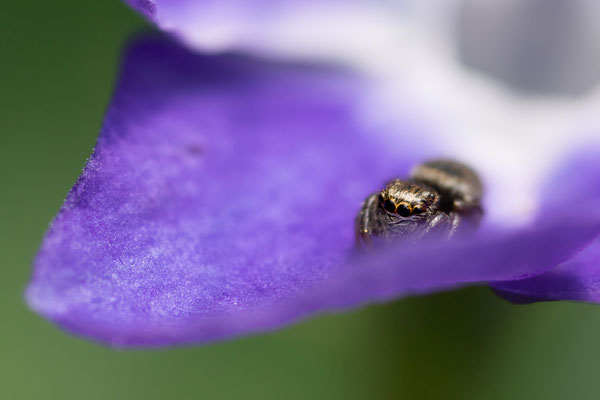 Sitticus penicillatus ( Salticidae ), sans certitudes