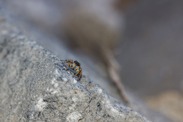 Sitticus penicillatus ( Salticidae ), sans certitudes