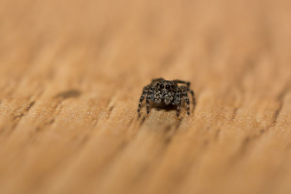 Pseudeuophrys Lanigera femelle ( Salticidae )