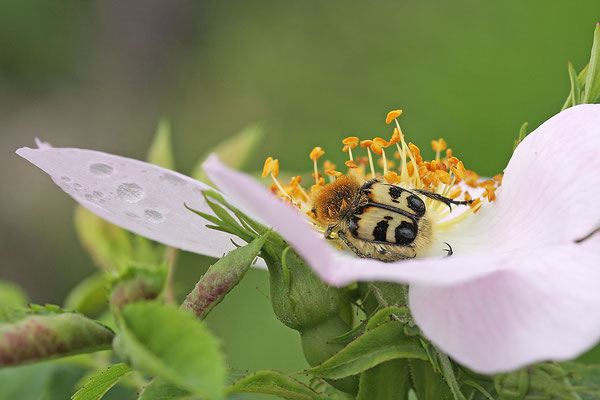 Pinselkäfer schläft in Rosenblühte