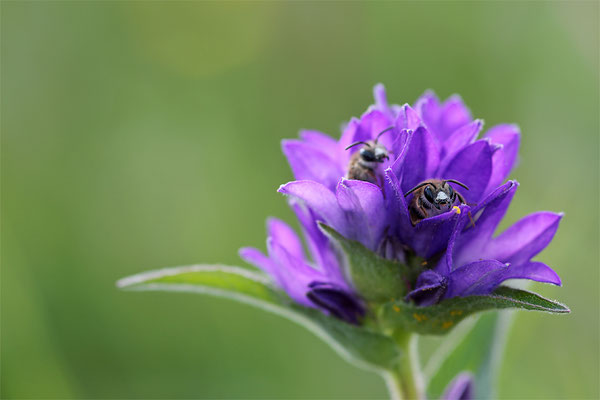 Drohnen in Knäuel-Glockenblume