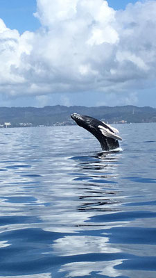 Dance the Joy - Las Terrenas Urlaub - DomRep - Gabriele Schlick