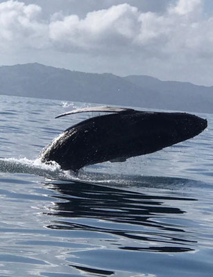 Dance the Joy - Las Terrenas Urlaub - DomRep - Gabriele Schlick