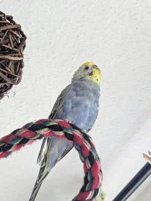 Polly sieht man dieses mal die Mauser sehr deutlich an