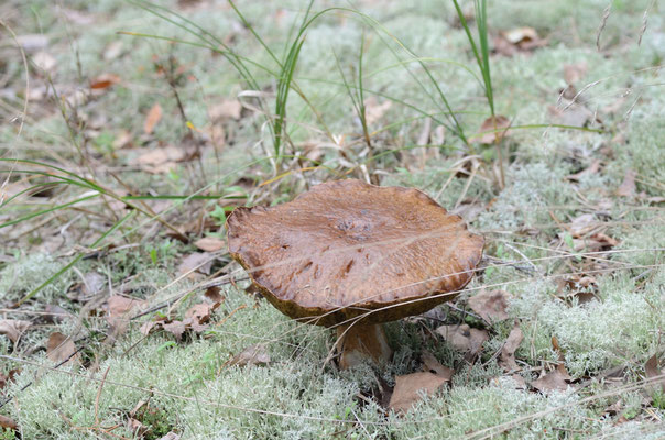Lamsfeld, Brandenburg 13.09.2014, Steinpilz
