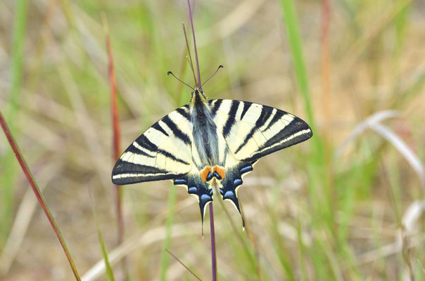 Großräschen, Brandenburg 17.05.2014, Iphiclides podalirius