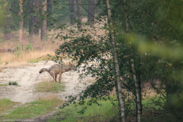 Sachsen 02.09.2016, Wolf