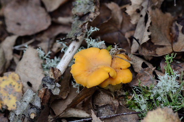 Lamsfeld, Brandenburg 13.09.2014, Pfifferling