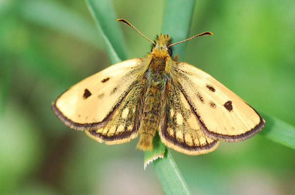 Kreis Oranienburg, Brandenburg 22.05.2010, Carterocephalus silvicolus