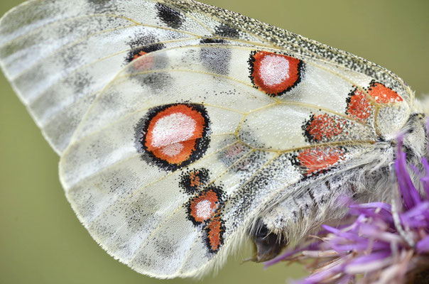 Mühlheim, Bayern 08.07.2014, Parnassius apollo