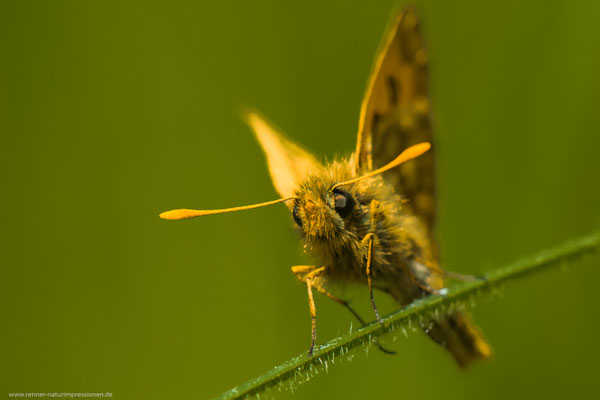 Kreis Oranienburg, 23.05.2016, C.silvicolus