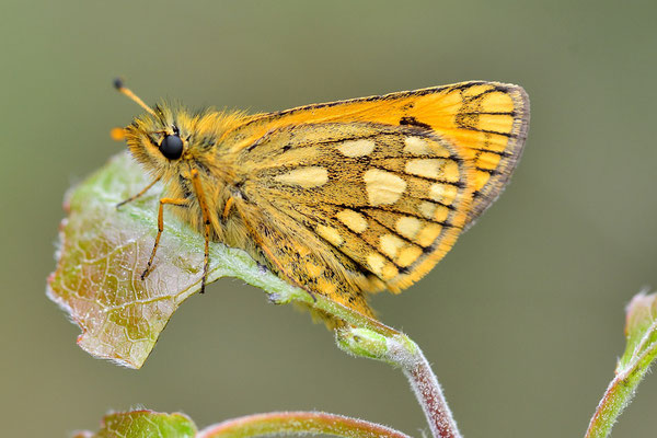 Kreis Oranienburg, Brandenburg 22.05.2015, Carterocephalus silvicolus