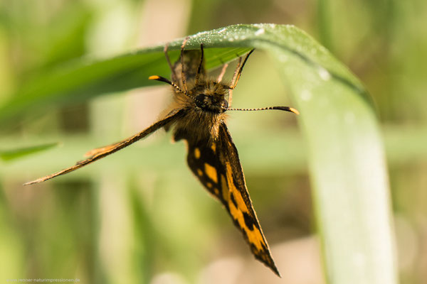 Kreis Oranienburg, 23.05.2016, C.silvicolus