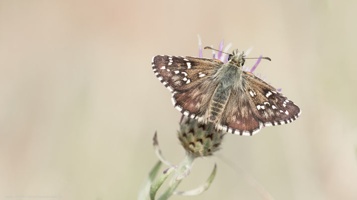 Land Brandenburg 22.07.2018