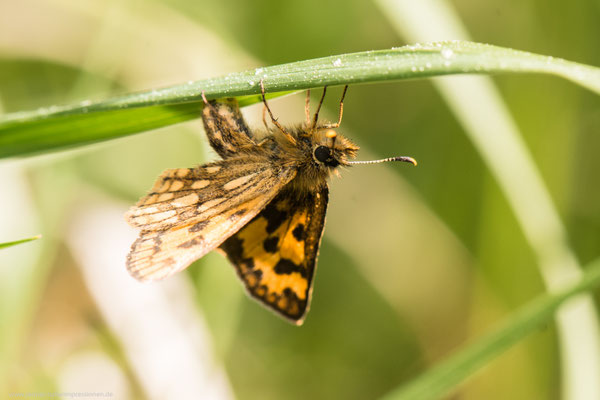 Kreis Oranienburg, 23.05.2016, C.silvicolus