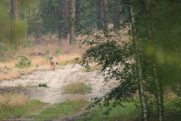 Sachsen 02.09.2016, Wolf
