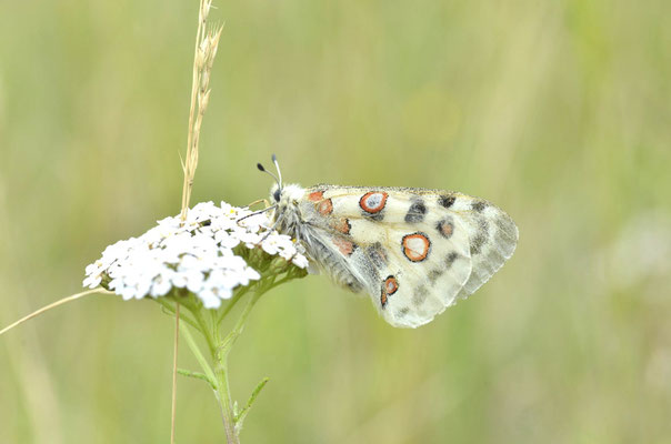 Mühlheim, Bayern 08.07.2014, Parnassius apollo
