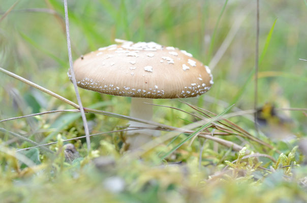 Lamsfeld, Brandenburg 13.09.2014, 