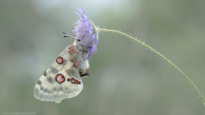 Altmühltal, Juli 2018