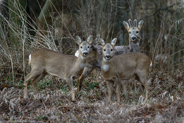 Rehe