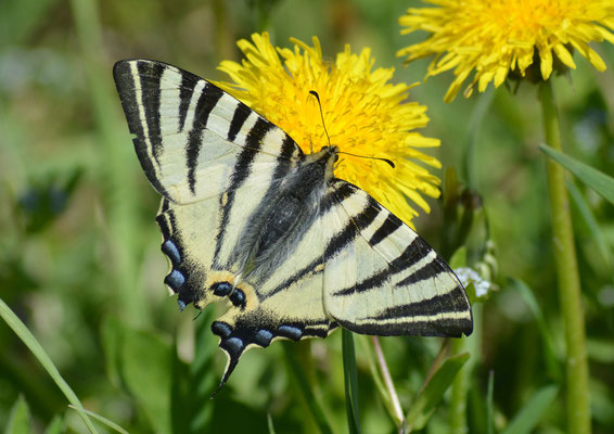 Großräschen, Brandenburg 07.05.2011, Iphiclides podalirius