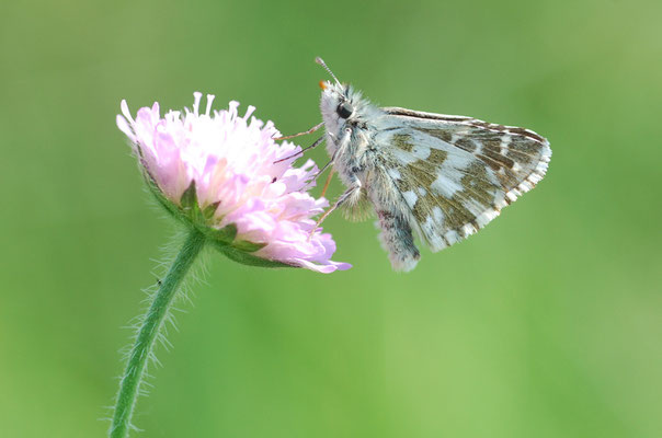 Kallmünz, Bayern 28.06.2010, Pyrgus alveus