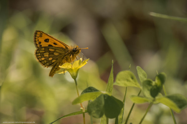 Kreis Oranienburg, Mai 2017 