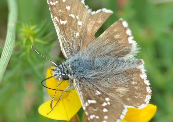 Pottenstein, Bayern 13.06.2011, Pyrgus alveus-trebevicensis