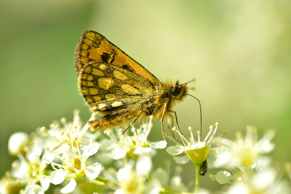 Kreis Oranienburg, Brandenburg 21.05.2014, Carterocephalus silvicolus