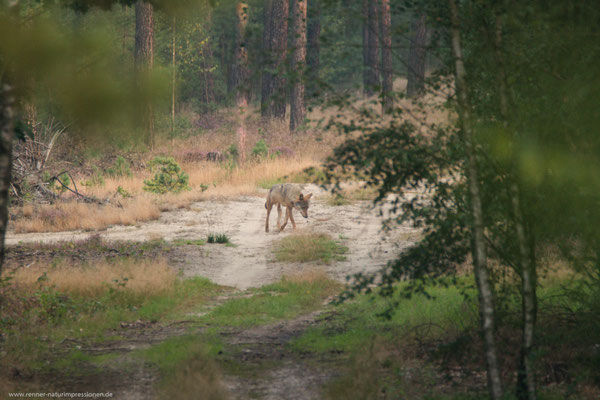 Sachsen 02.09.2016, Wolf